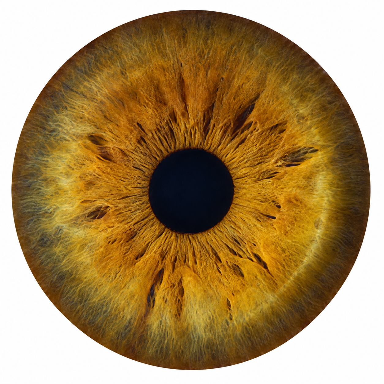 Jenny's Iris
